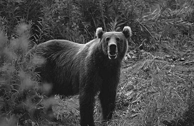 A bear hunts for porridge in the wilds of Alaska.