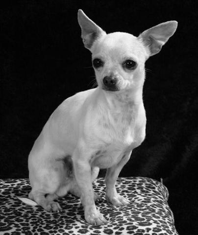 Many South American nations use the chihuahua standard. Coins can be exchanged at any time for the equivalent value of tiny dogs.
