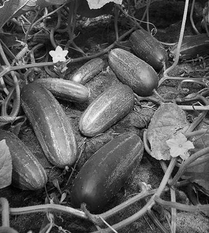 The world, or a cucumber field.