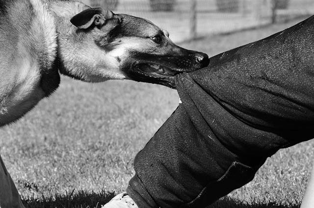 A greedy dog demands more love from its owner.