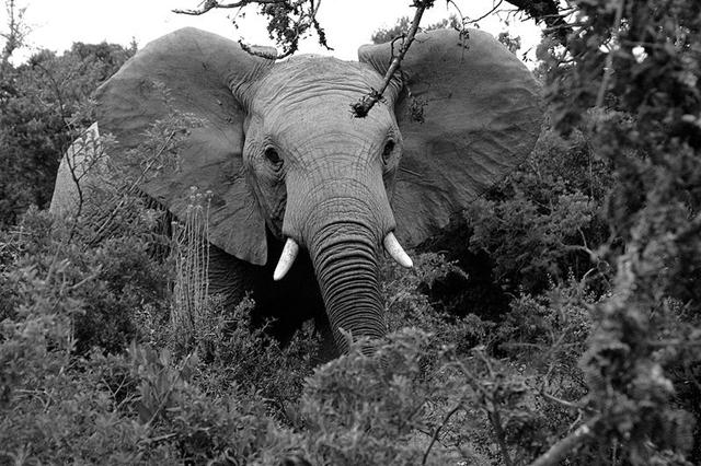 An enlightened elephant returns to the jungle.