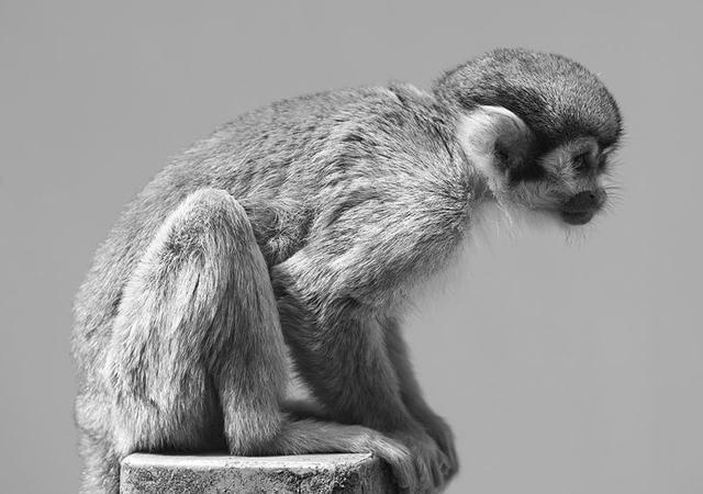 A squirrel monkey ponders its lack of higher brain function and pants.