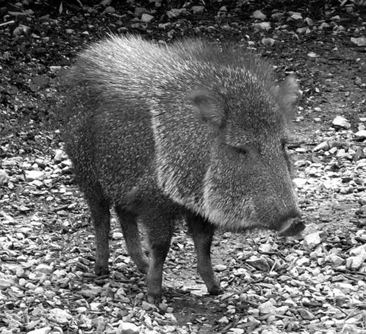 After backpacking around Europe, the Chacoan peccary returns to the daily grind.