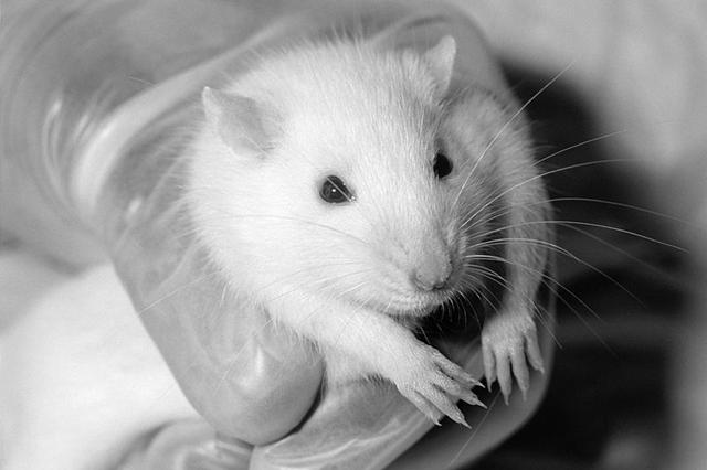 Rats enjoy the rat race, so are not at risk of extinction.