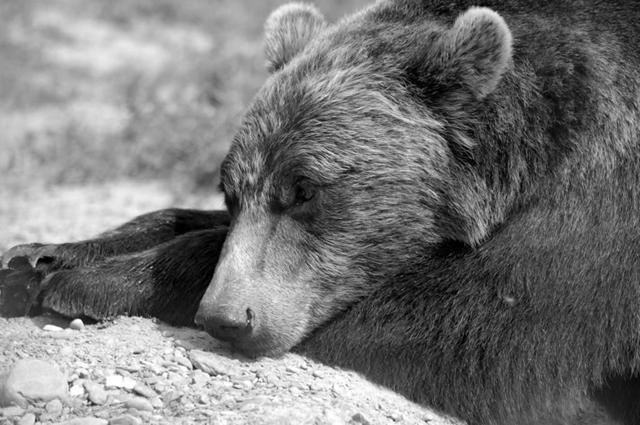 A grizzly bear gets sleepy in anticipation of the dropping of its annual beat.