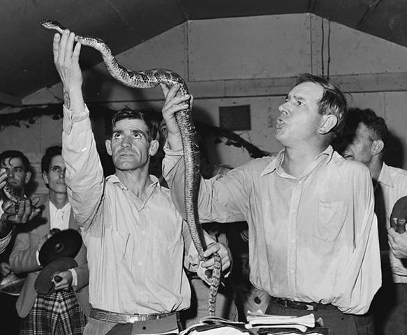 Despite not needing religious guidance, this snake attends church for social reasons.