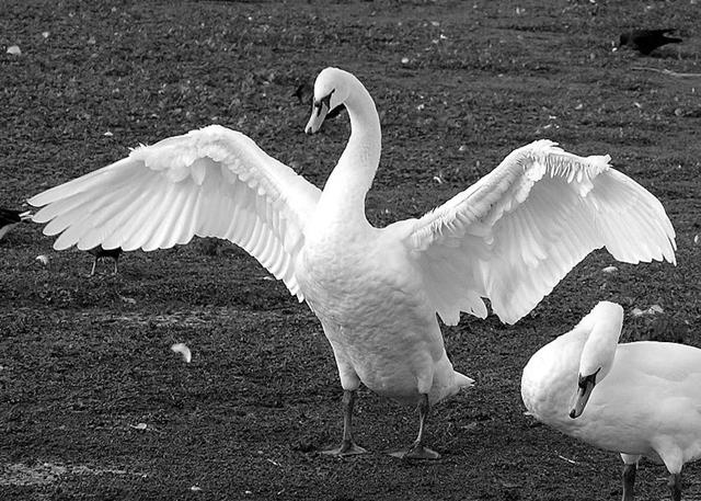 Humanity’s only evolutionary competitor in career achievement, the middle-manager swan, known scientifically as Cygnus bureaucraticus.