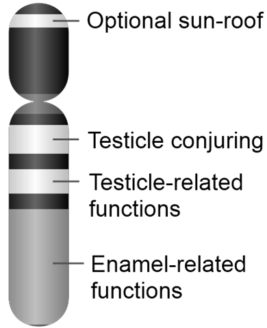 The Y-chromosome: Probable cause of male infertility.